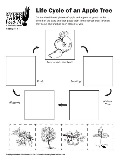 Free Printable Apple Tree Life Cycle Worksheet